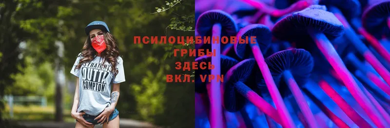 Галлюциногенные грибы Psilocybe  Ипатово 